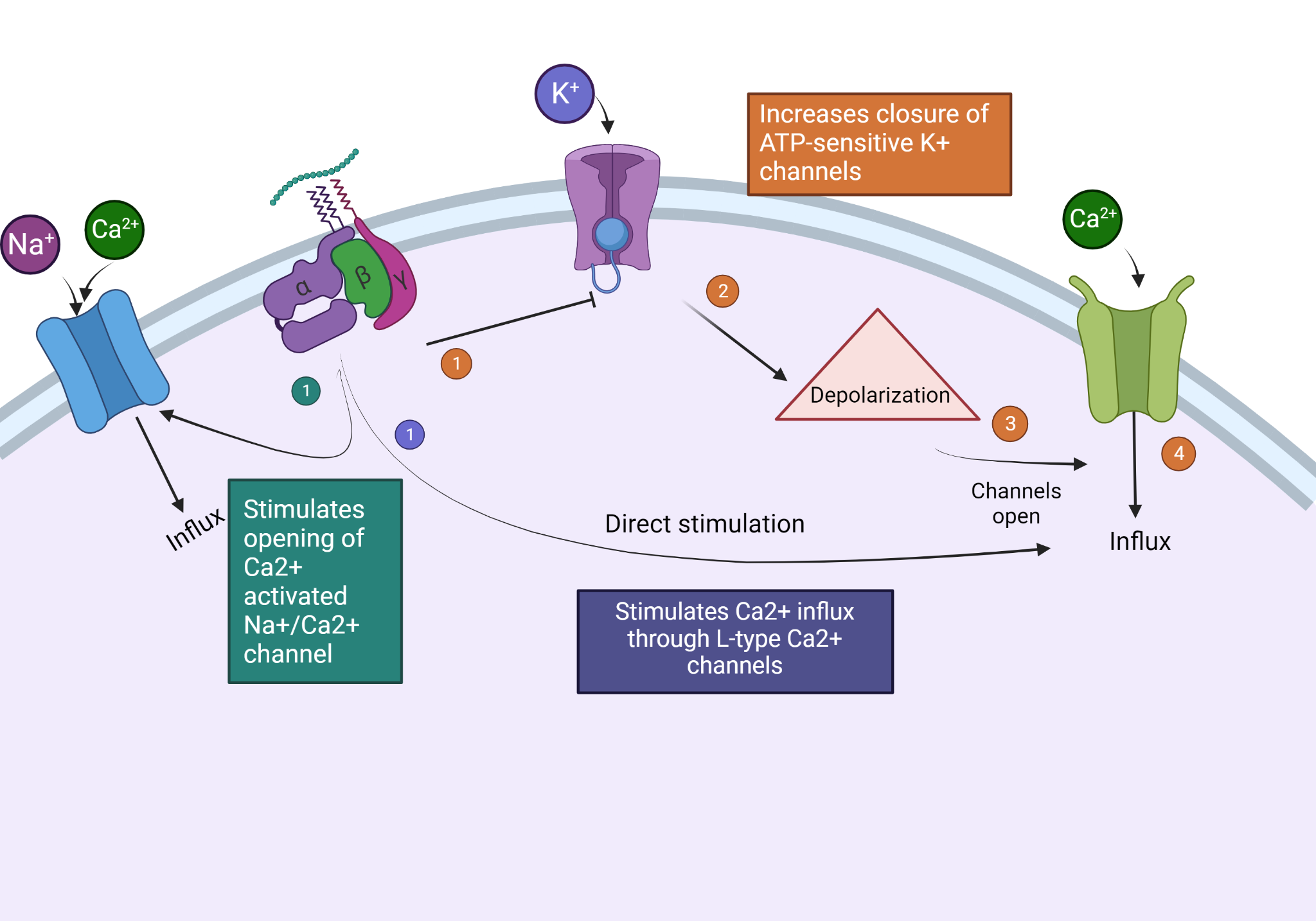 Seminar Presentation of Holz.  1999 Article about the GLP-1 Intracellular Signaling with Ca2+ and RyanodineR Stores